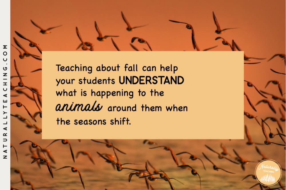 Teaching about fall can help your students understand why birds migrate in autumn