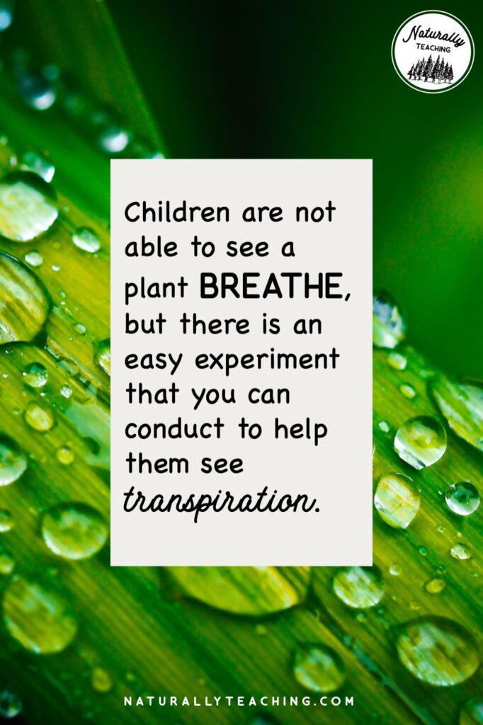 Breathing is a characteristic of living things and plants breathe through transpiration, a process that students can't see without help.