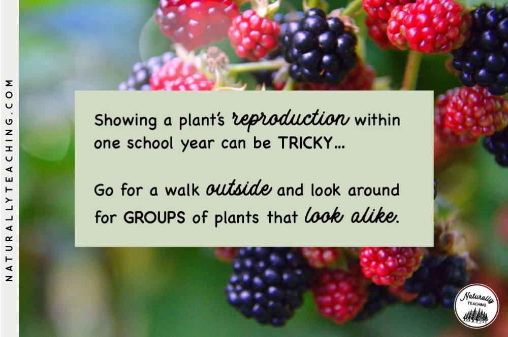 Like these black raspberries, all living things reproduce which can be hard to show your students within one school year