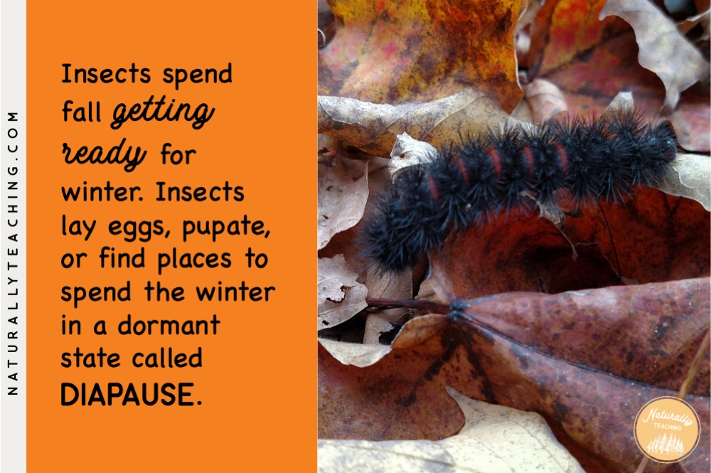 Insects, like this Giant Leopard moth caterpillar, spend the fall getting ready for winter.