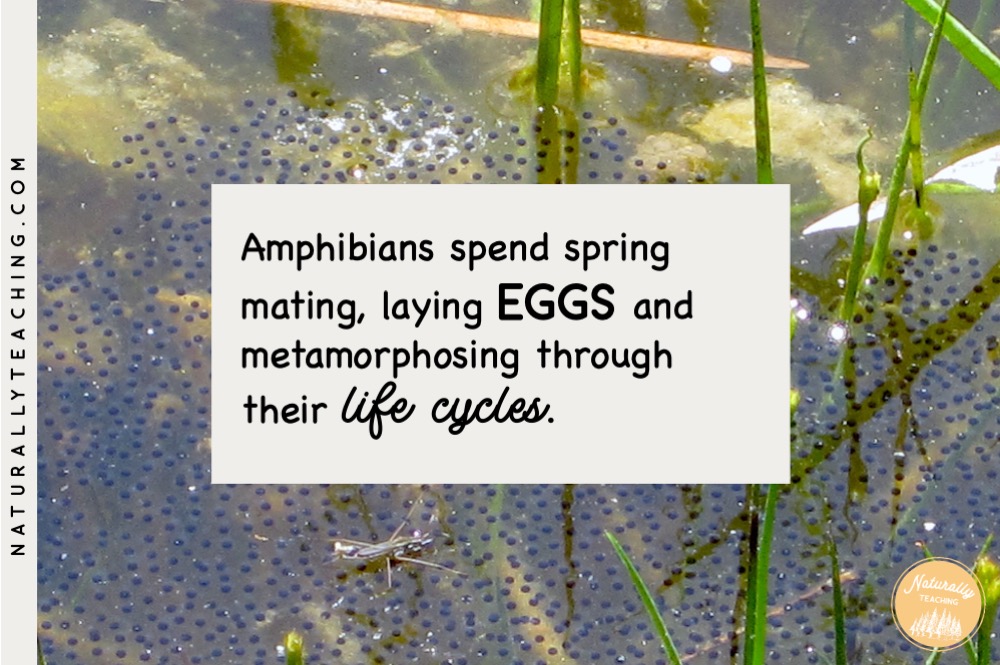 Frog eggs can be found in spring when the amphibians wake up from their dormancy, sing to find mates, and fertilize eggs in water.