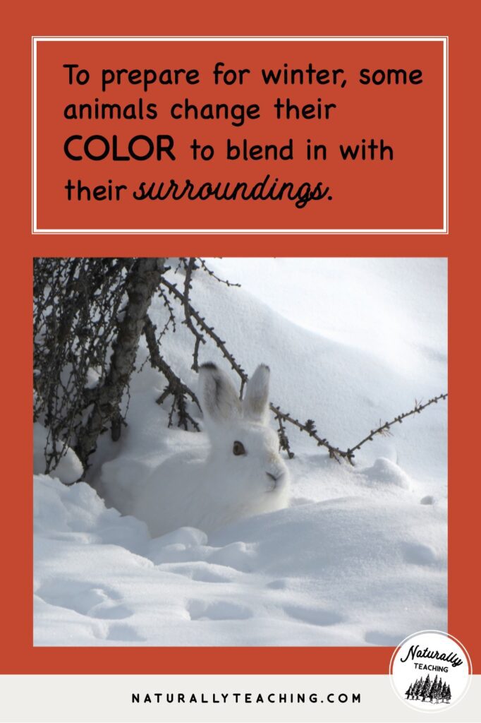 Some animals, like this Snowshoe Hare, will change their color to better camouflage into their surroundings.