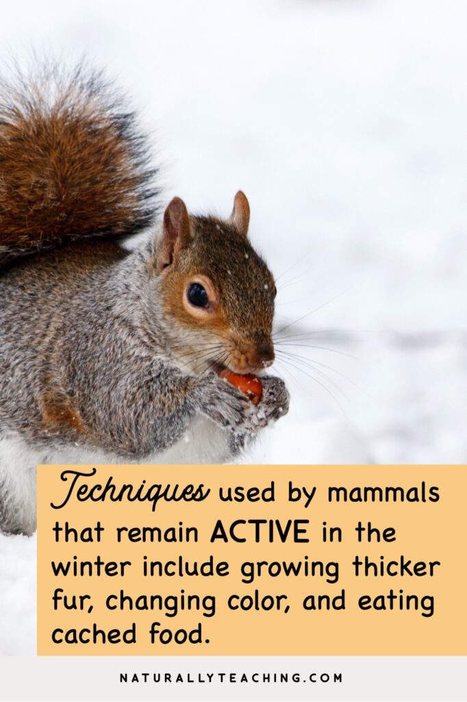Mammals, like this squirrel, use different techniques to survive the season transition to winter.