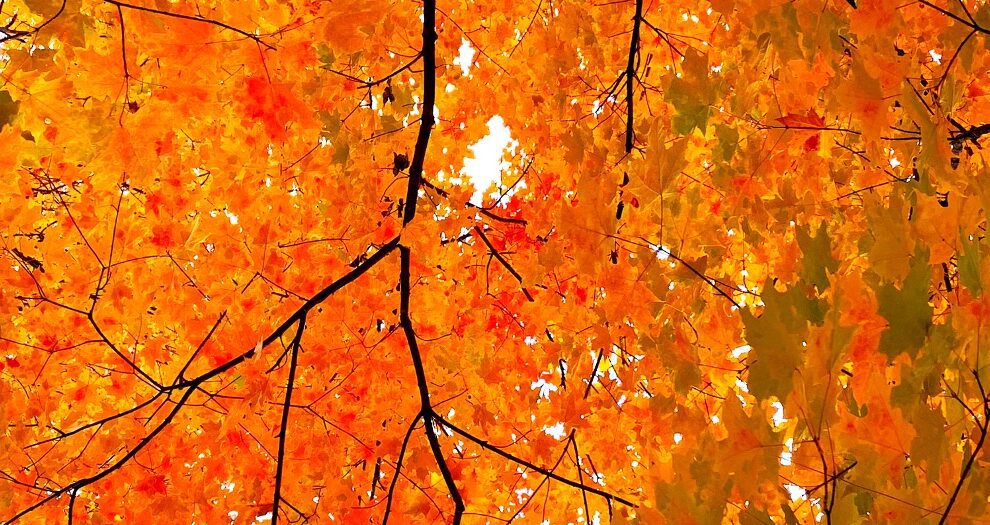 Read this guide to learn about teaching about fall in elementary school and how it relates to your weather unit