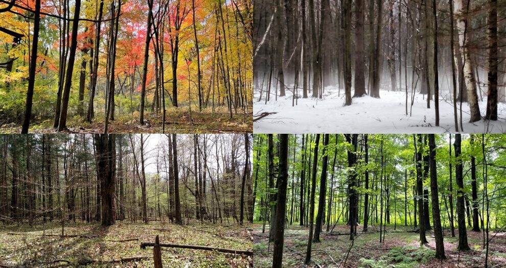 Four different pictures of the same forest in the four different seasons.