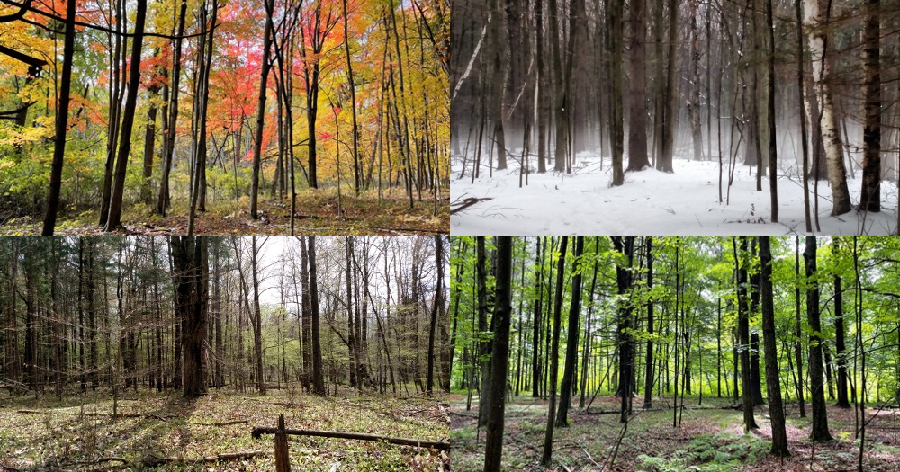 Four different pictures of the same forest in the four different seasons.