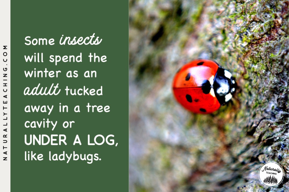 Some insects will survive winter as an adult like this ladybug.