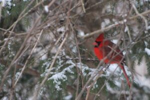 Read this list to find wonderful children's books about winter