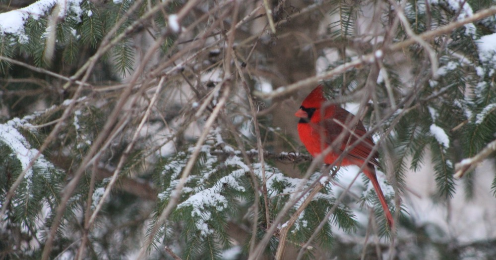 Read this list to find wonderful children's books about winter