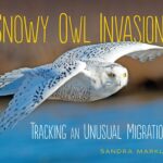 "Snowy Owl Invasion!" by Sandra Markle