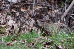 Read this list to find activities for groundhog day inspired by the book "Groundhog Weather School" by Joan Holub