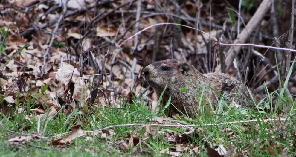 Read this list to find activities for groundhog day inspired by the book "Groundhog Weather School" by Joan Holub