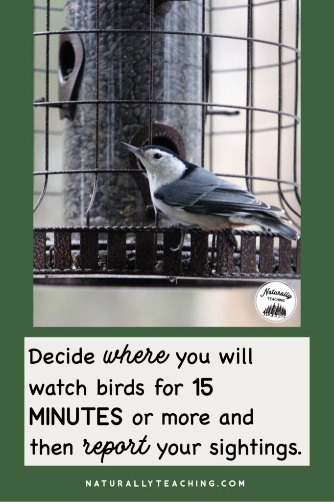 Participating in the Great Backyard Bird Count is as easy as deciding where you want to count, counting for at least 15 minutes, and reporting your sightings to eBird or the Merlin Bird ID app.