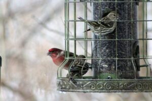 Read this guide to learn about the global citizen science project the Great Backyard Bird Count and how you and your students can get involved with it