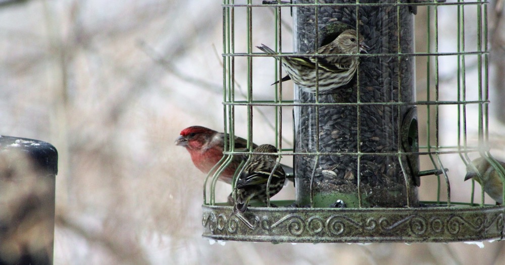 The Great Backyard Bird Count: How to Take Part for Elementary Teachers