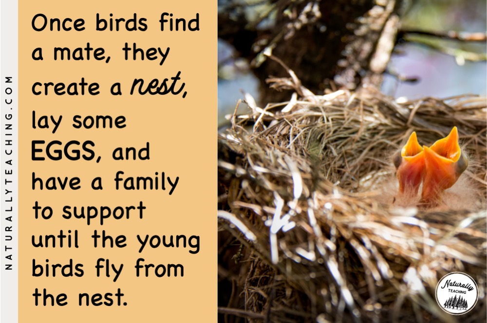 Spring is the time for nesting for birds where they will find a mate, create a nest, lay eggs, and take care of the young.
