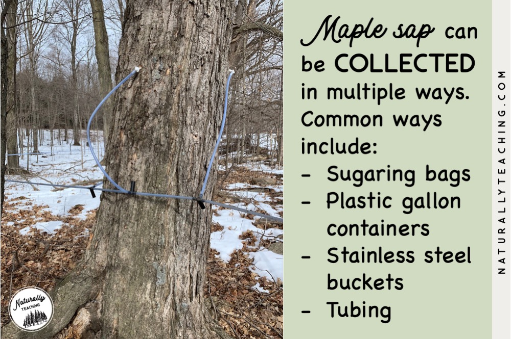 Maple sap is collected from the trees using sugaring bags, plastic gallon containers, five gallon buckets, stainless steel buckets, and tubing with a pump.