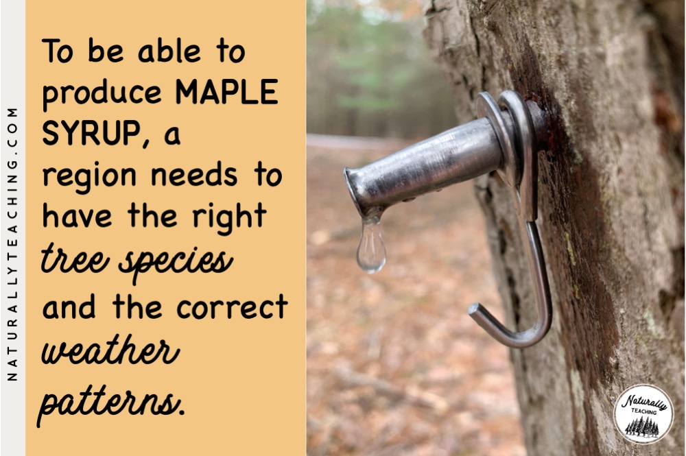 Maple syrup season is always in the spring but only occurs in regions that have the right tree species, climate, and correct weather patterns.
