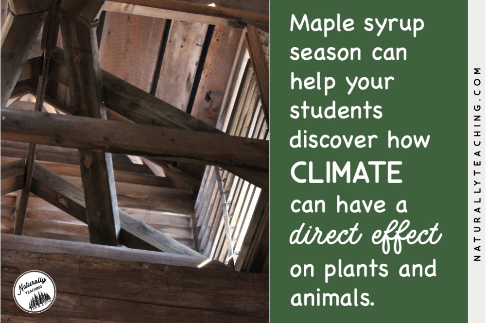 Maple syrup season can help your students see how climate can affect the techniques plants and animals use to survive.