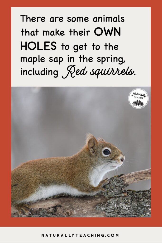 Some animals also take advantage of the sap run in the spring and make their own holes to get to the sap including Red squirrels and Yellow-bellied Sapsuckers.