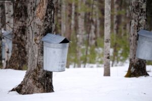 Read this guide to learn how to use the maple syrup season to fulfill your curricular goals