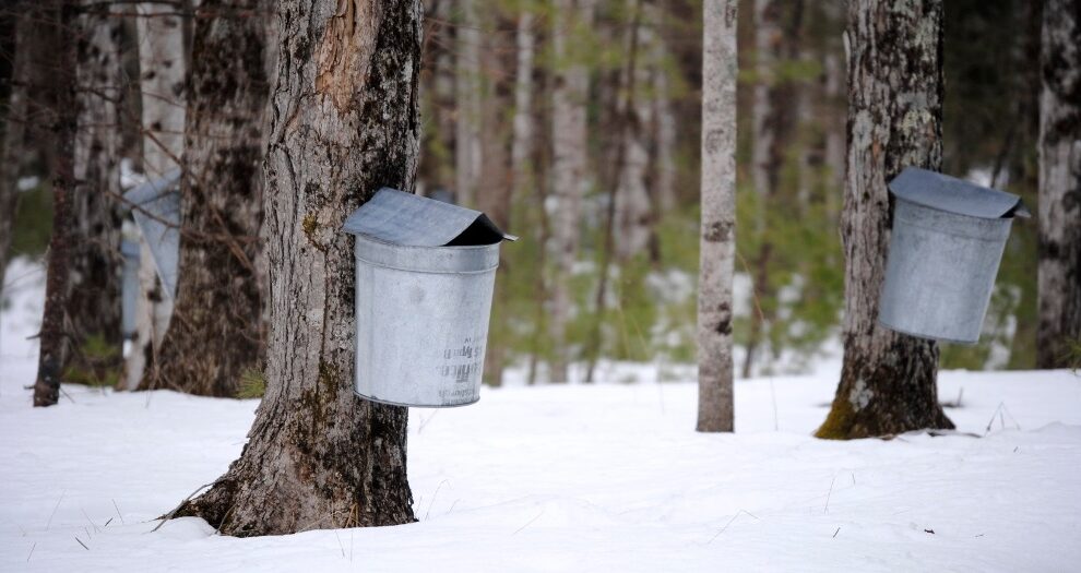 Read this guide to learn how to use the maple syrup season to fulfill your curricular goals