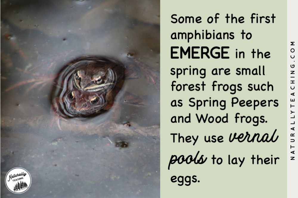 Reptiles and amphibians spent the winter in brumation and emerge in the spring to find food or to find mates.