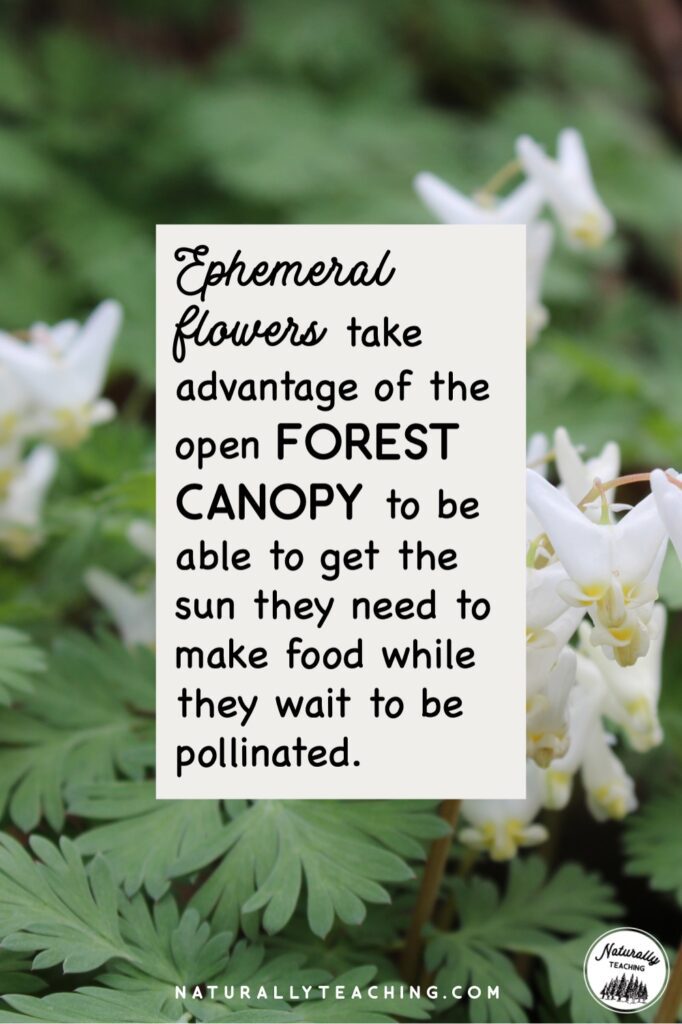 Ephemeral flowers sprout in early spring when the leaves have not sprouted on the tree limbs.