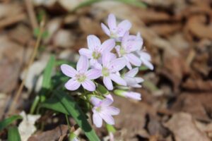 Read this guide to learn how you and your students can discover the answer to the question "what is the spring season?" in your elementary classroom.