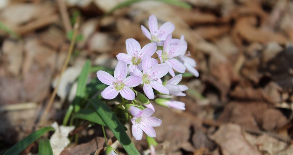 Read this guide to learn how you and your students can discover the answer to the question "what is the spring season?" in your elementary classroom.