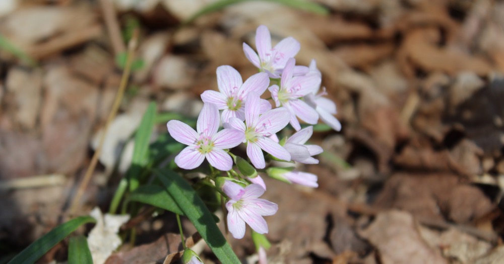 Read this guide to learn how you and your students can discover the answer to the question "what is the spring season?" in your elementary classroom.