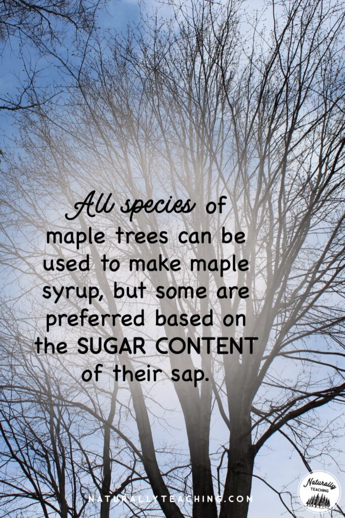 All species of maple trees can make maple syrup but some evaporators prefer certain species because they have more sugar content in their sap.