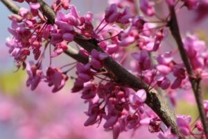 Read this list to find awesome Earth Day activities elementary students will love