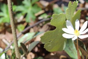 Read this list to find a wonderful spring picture book to read to your students