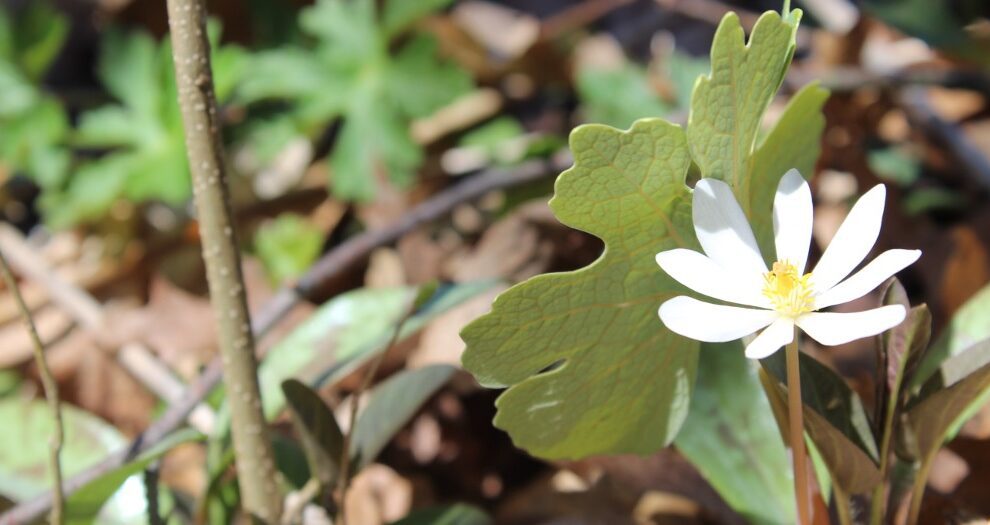 Read this list to find a wonderful spring picture book to read to your students