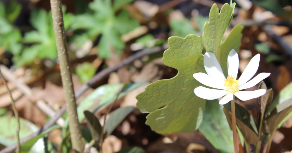 Read this list to find a wonderful spring picture book to read to your students