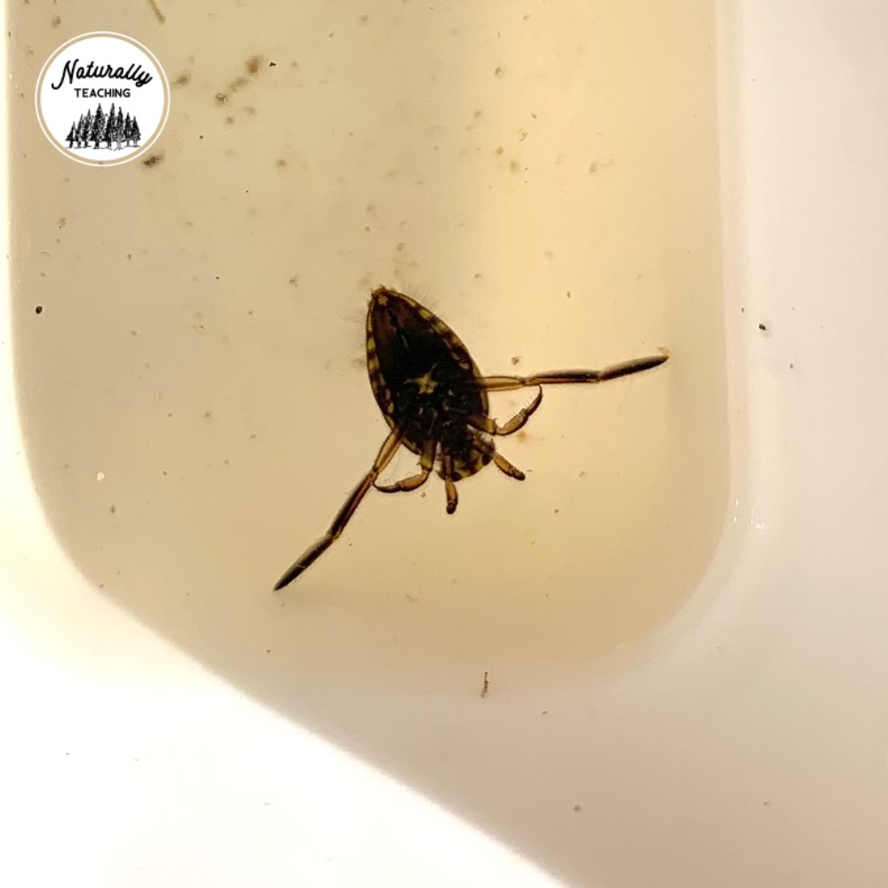 This is a backswimmer bug from a vernal pool