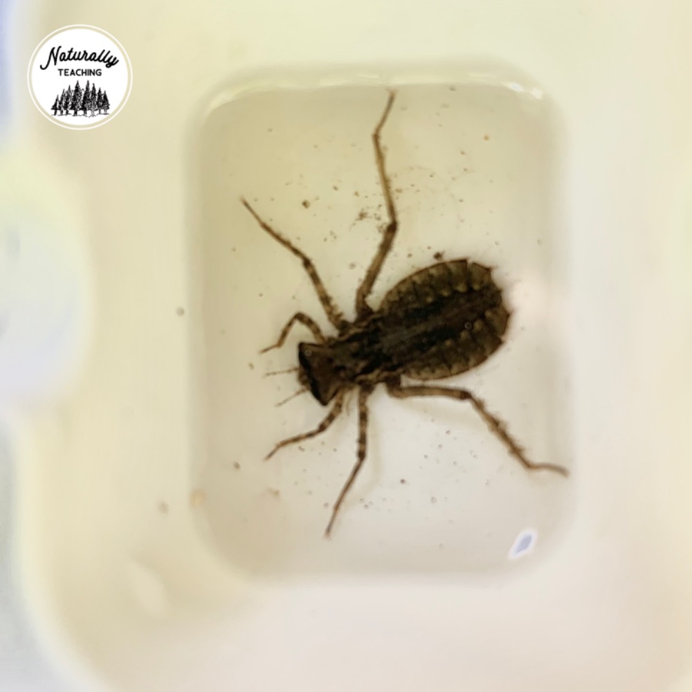 This is a dragonfly nymph from a vernal pool