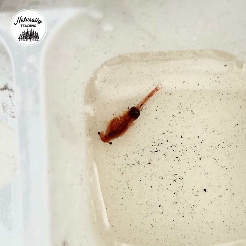 This is a fairy shrimp from a vernal pool