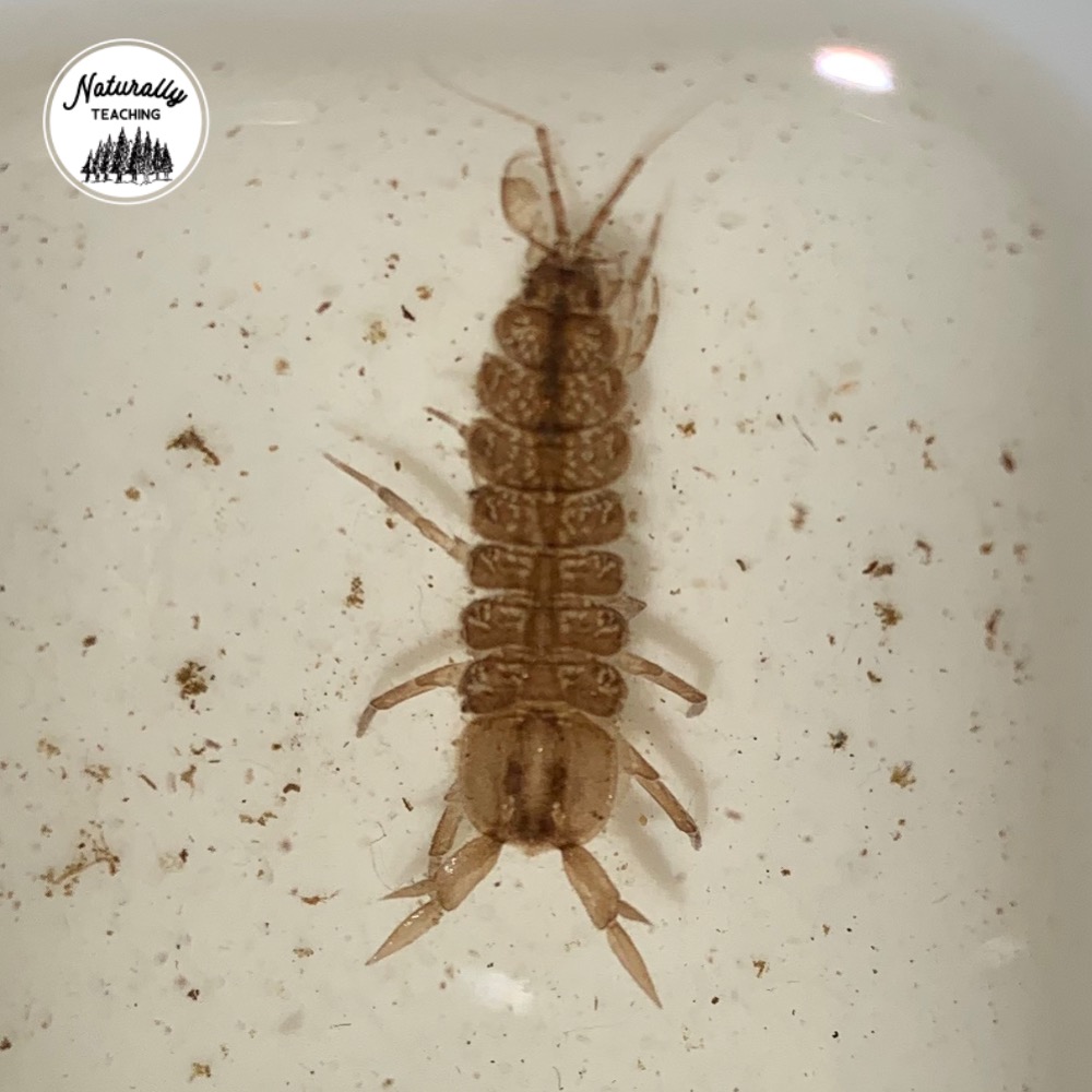 This is an isopod from a vernal pool