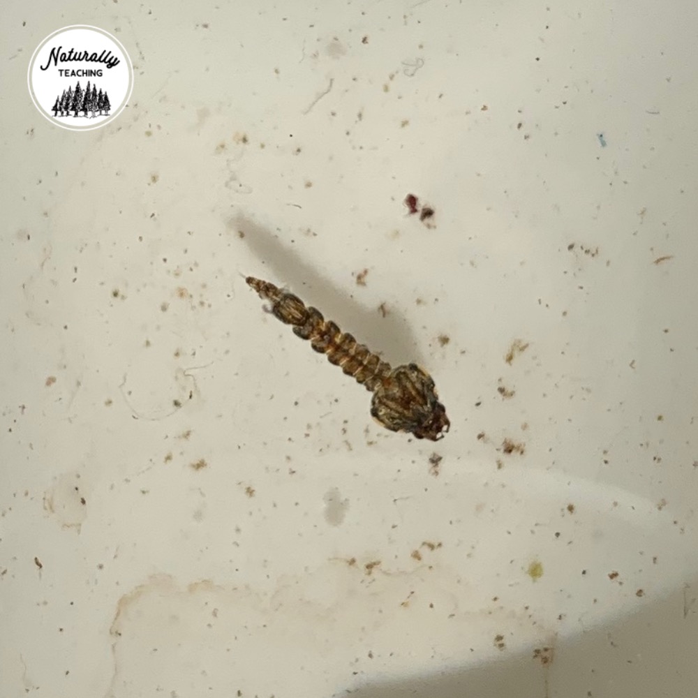 This is a mosquito larva from a vernal pool