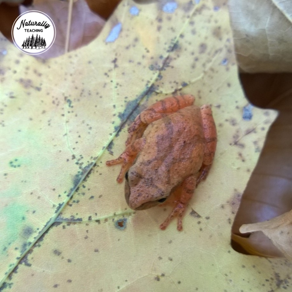 This is a spring peeper