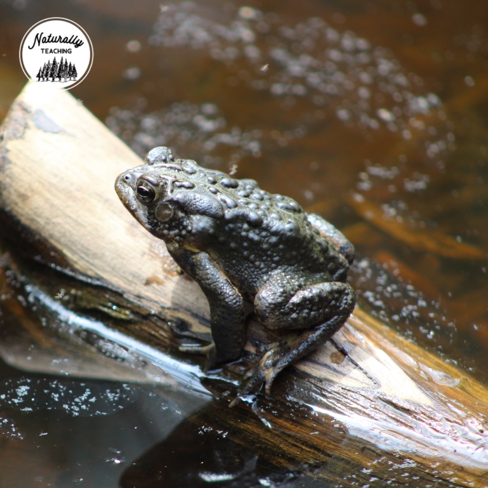 This is an American toad