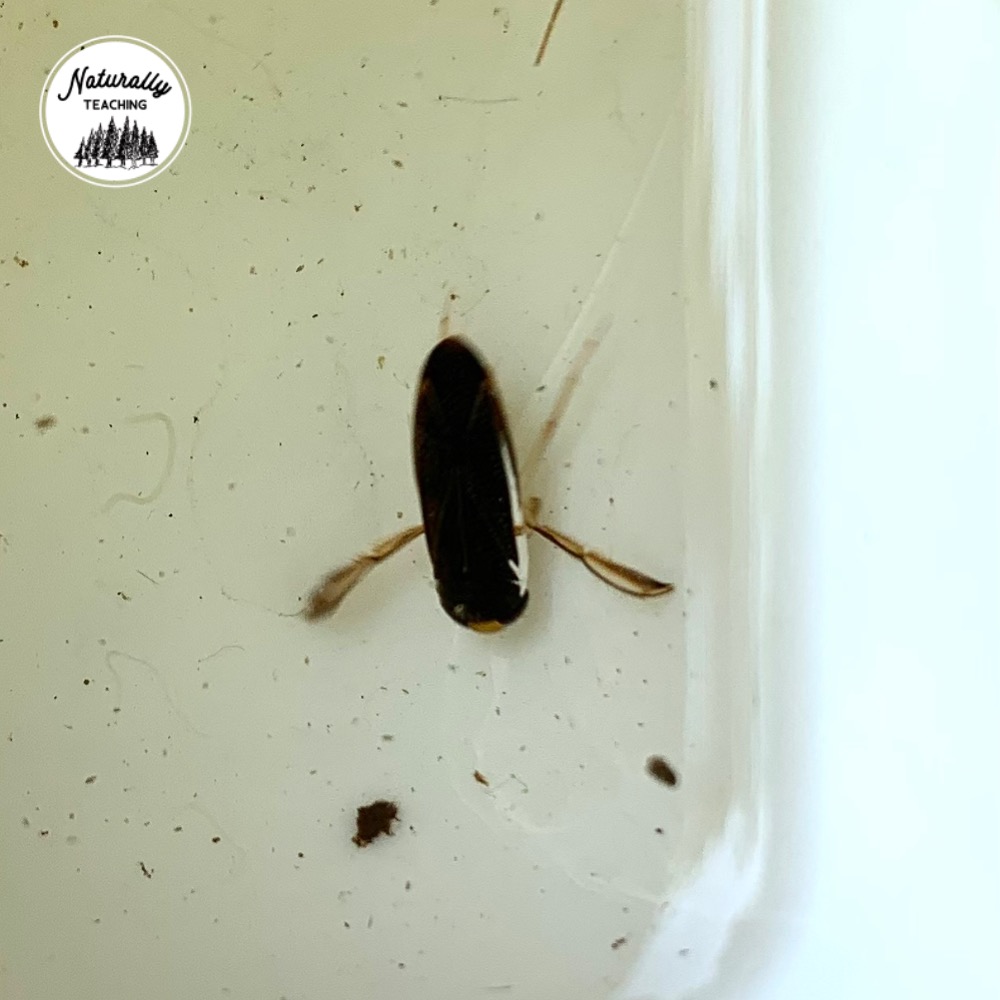 This is a water boatmen from a vernal pool