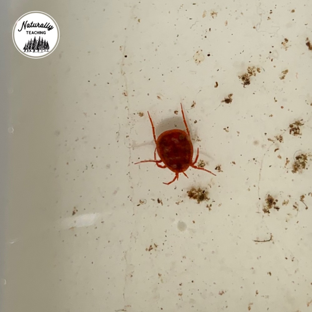 This is a water mite from a vernal pool