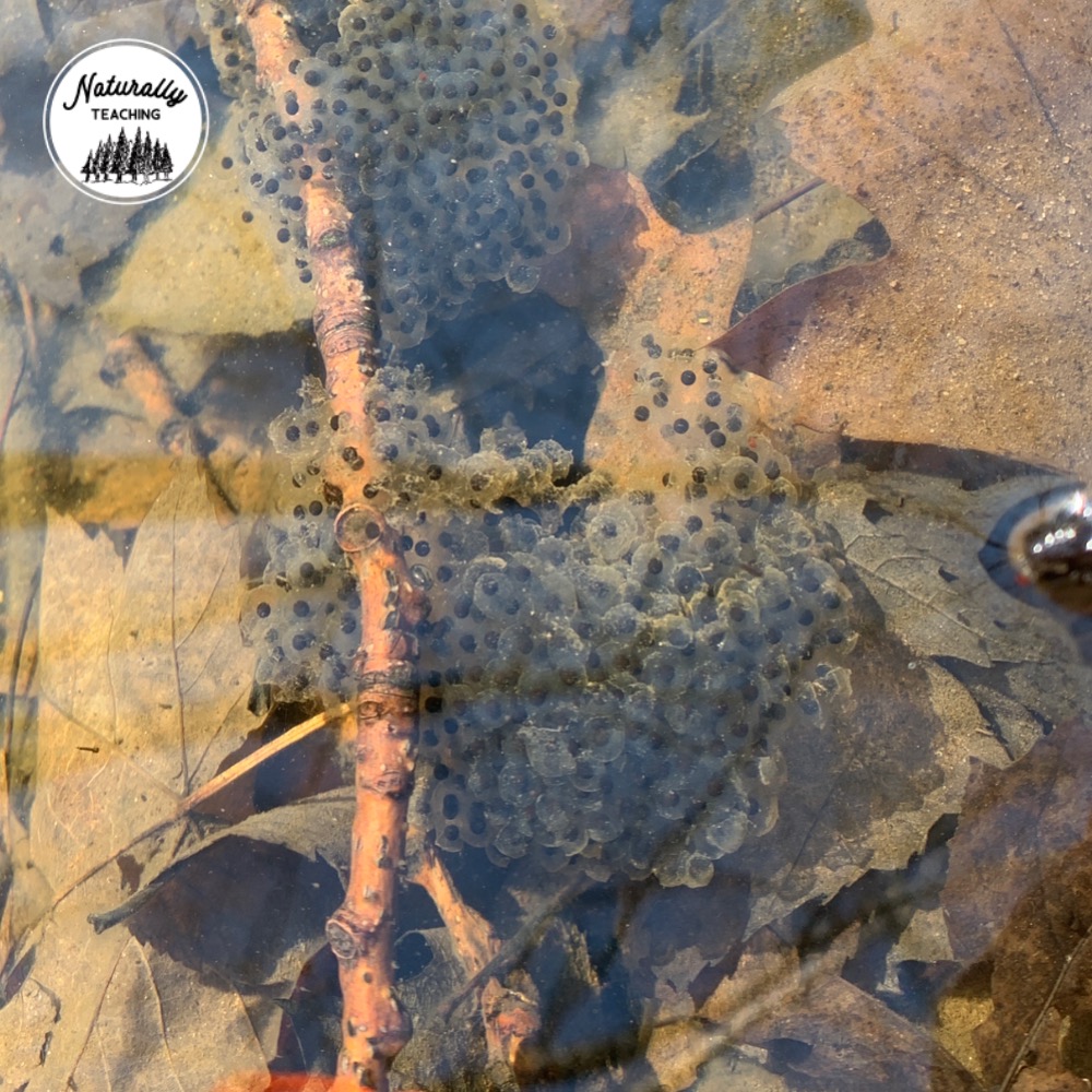 These are masses of Wood frog eggs