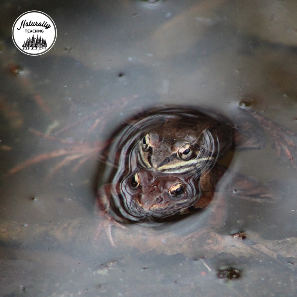 These are Wood frogs