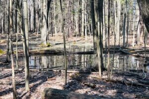 Read this guide to learn how to use vernal pools to reach your curricular goals