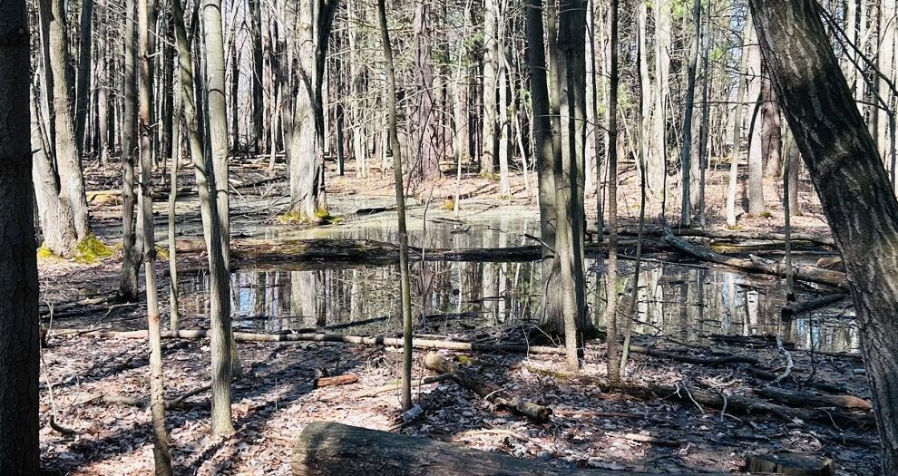 Read this guide to learn how to use vernal pools to reach your curricular goals