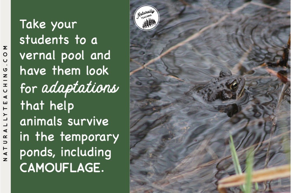 Adaptations help animals survive including camouflage.